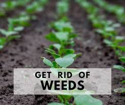 I have a 5 acre property i bought in october and right now i'm trying to keep the weeds at bay in and around the gravel driveway. 12 Ways To Make Weeds Go Away Naturally Life Is Just Ducky