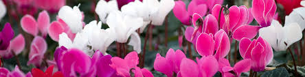 June Flower Power