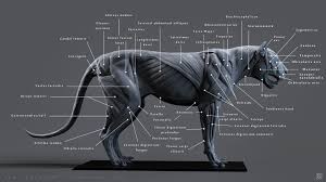 Tony Eight Camehl Is Creating Animal Anatomy Creature Designs Patreon Cat Anatomy Animal Anatomy Cat Skeleton