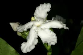 Image result for Tabernaemontana ventricosa