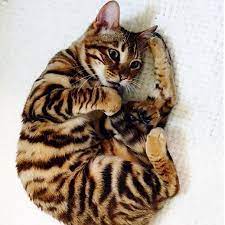 Pin On Cats Hybrid Domesticated
