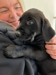 Hello all ◇ Just curious to know if any Sidnys siblings are in the group.  She is 1 of 5 Girl puppies born February the 1st 2025 in Atherstone,  Warwickshire Mum was