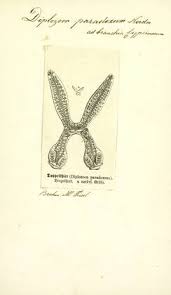 Image result for Diplolophium