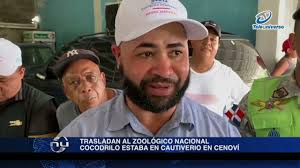 Autoridades trasladan al Zoológico Nacional cocodrilo rescatado en Cenoví