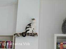 Eine klausel im mietvertrag, wonach katzenhaltung in der wohnung von der einwilligung des vermieters abhängig ist, ist grundsätzlich zulässig, weil katzen akzeptiert der vermieter hingegen die katzenhaltung oder hunde in der wohnung, so regelt der mietvertrag die rechte und pflichten des. Artgerechte Katzenhaltung In Der Wohnung Artgerecht Tier