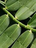 Image result for Flagellariaceae