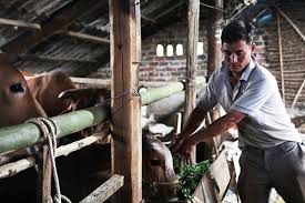 Chăn nuôi bò thịt sạch