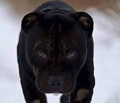 Pitbull Terrier Black And Blue Eyes Instagram Post By Pitbull Dog Nov 24 2019 At 8 50pm Utc Pitbulls Pitbull Dog Pitbull Puppies