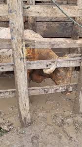 El Hermano Del Superman #corralejasdelacosta #torosbravos #pueblosmagicos  #fundacionmagdalena #tradiciones #FiestaBrava