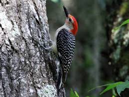 Pin On Beautiful Birds And Native American Meanings
