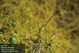 Image result for Cassytha filiformis