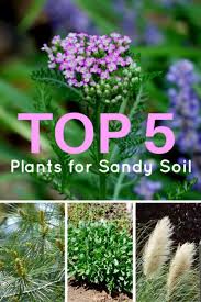 Top 5 Plants For Sandy Soil Gardening Know How S Blog Sandy Soil Planting In Sandy Soil Cool Plants