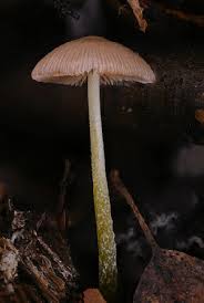 Image result for Bolbitius sp.