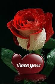 Pin Von Ezzat Salem Auf Quotes Blumen Rosen Blumen Anbauen Liebe Blumen