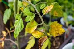 Image result for what conditions cause yellow leaf in tomatoes treatment