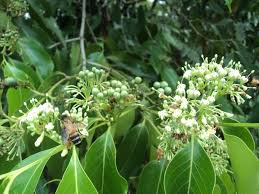 Image result for Psydrax fragrantissima