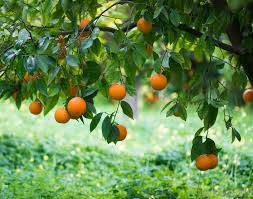 Italians gather orange blossoms to obtain essential oils and extracts which are later used in perfumes production. What Is Florida S State Flower With Pictures