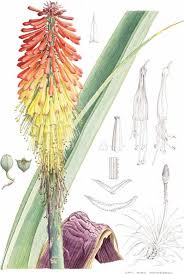 Image result for Hymenodictyon austro-africanum