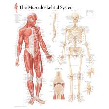Human skeleton labeled back view study anatomy anatomy. Scientific Publishing Musculoskeletal System Chart