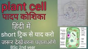 Plant cell diagram (पादप कोशिका का चित्र ). Free Plant Cell Diagram In Hindi Watch Online Khatrimaza