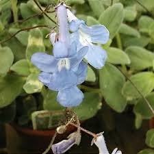 Image result for Streptocarpus saxorum