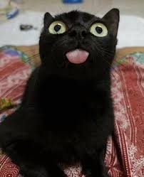 Black Cats Are Not A Bad Luck Follow Me Kitt Black Komik Hayvan Hayvan Mizahi Komik Hayvan Fotograflari