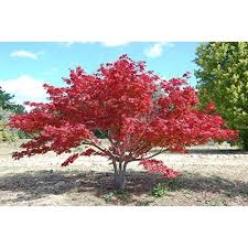 Japanischer Blutahorn 1 Baum Garten Pflanzen Garten Ideen