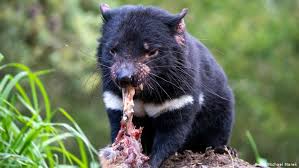 This means their reintroduction will help control populations of feral cats and foxes that hunt other. Facial Cancer Threatens Tasmanian Devils All Media Content Dw 11 09 2020