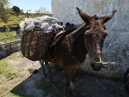 cavalo de trabalho velho sofreu e mal tratado [download] - Designi