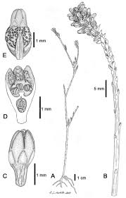 Image result for Thesium megalocarpum