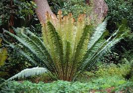 Image result for Encephalartos