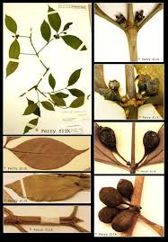 Image result for Canthium