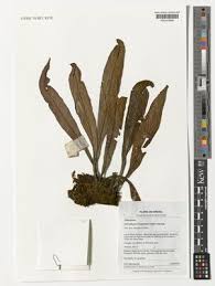 Image result for Equilabium masukense