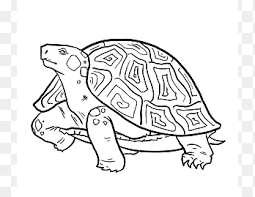 Kamu bisa memulainya dengan cangkang berbentuk bulat lalu diikuti kepala dan tubuhnya. Alligator Snapping Turtle Drawing Pensil Reptil Gambar Kura Kura Putih Mamalia Png Pngegg