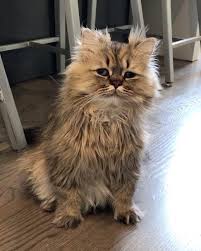Here is information from uc davis about longhair genes found in cats: Pin On Cats