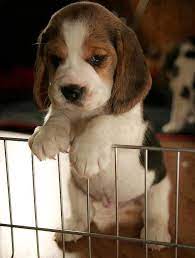 Some Day I Might Be Able To Climb This Fence Cute Animals Baby Animals Dog Friends