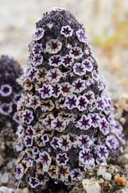 Image result for Cordia goetzei