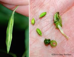 Image result for Impatiens  capensis