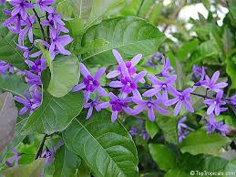 Image result for Petrea volubilis
