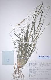 Image result for Tetrapogon tenellus