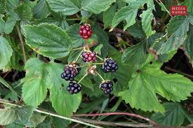Image result for Rubus kirungensis