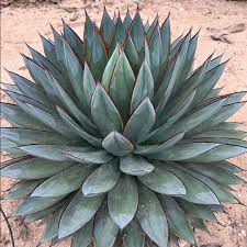 Image result for Agave