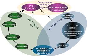 New Insights On Lake Sediment Dna From The Catchment