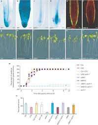 Jim (jurnal ilmu manajemen) universitas widya gama malang. Root Gravitropism Requires Lateral Root Cap And Epidermal Cells For Transport And Response To A Mobile Auxin Signal Nature Cell Biology