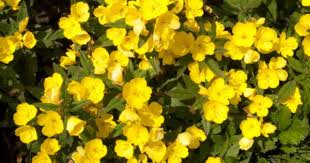 فوائد زيت زهرة الربيع المسائية للشعر يعالج مشكلة سقوط الشعر و يساعد على نمو شعر جديد و صحي Evening Primrose Evening Primrose Oil Beauty Elixir