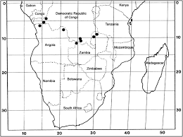 Image result for Rothia hirsuta