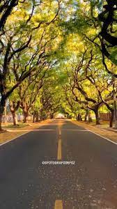 Em Foz do Iguaçu a Rua Pedro Basso se destaca como uma das ruas mais  bonitas do Brasil. ✨😮‍💨 Ela fica no coração da cidade e seu corredor de  árvores é simplesmente
