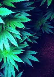 Your marijuana weed wallpaper stock images are ready. Tumblr Cannabis Wallpapers Wallpaper Cave