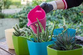 Cualquier información que necesites saber la encuentras aquí. Regar Los Cactus Cada Cuanto Y Como Hacerlo Guia Practica