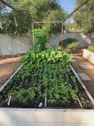 Many herbs are easy to grow and thrive year round in the low desert of arizona. Spring Planting Season Gardening In The Desert